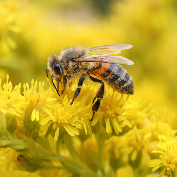 Honey Bee